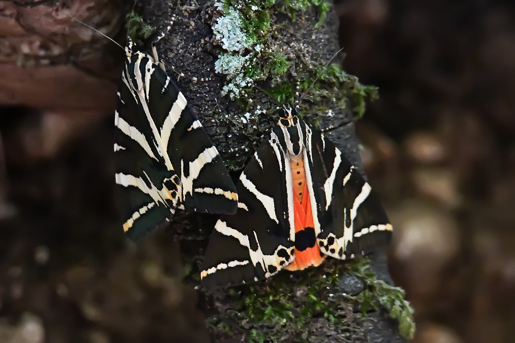 How do butterflies mate and reproduce? | Valley of Butterflies - Rhodes