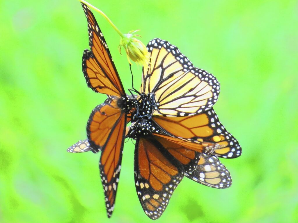 How do butterflies mate and reproduce? | Valley of Butterflies - Rhodes